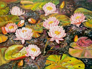 Pink water-lilies
