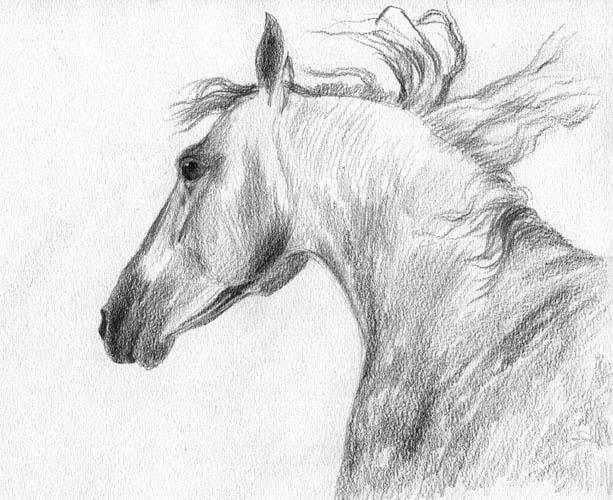 Head of the horse, Nadezhda Dneprovskaya
