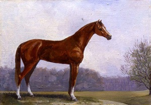 Thoroughbred stallion "Tagor" (pair work)